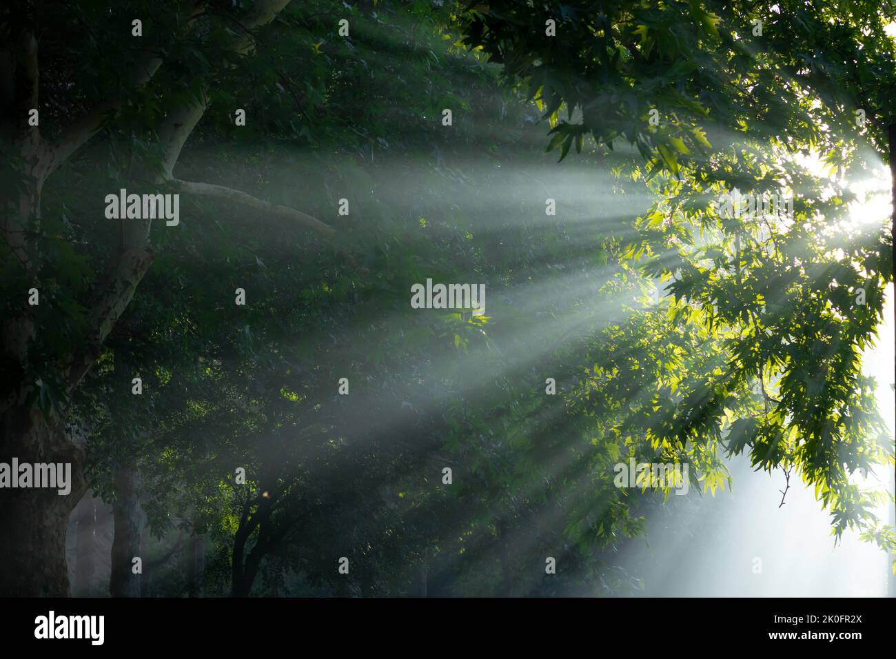 Earth day concept photo. Sunrays through the haze in the forest. Nature ...