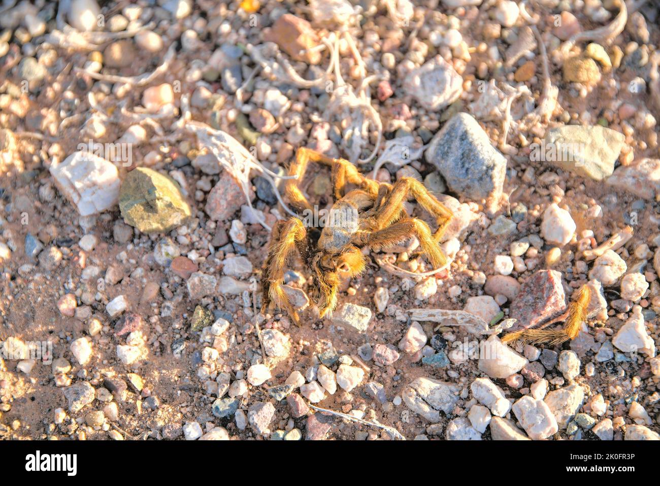 Tarantula with one leg separated on the side at Tucson, Arizona. Dead tarantula in a close-up view against the dry rocky ground background. Stock Photo
