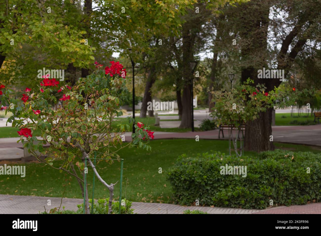 Red flowers city hi-res stock photography and images - Alamy