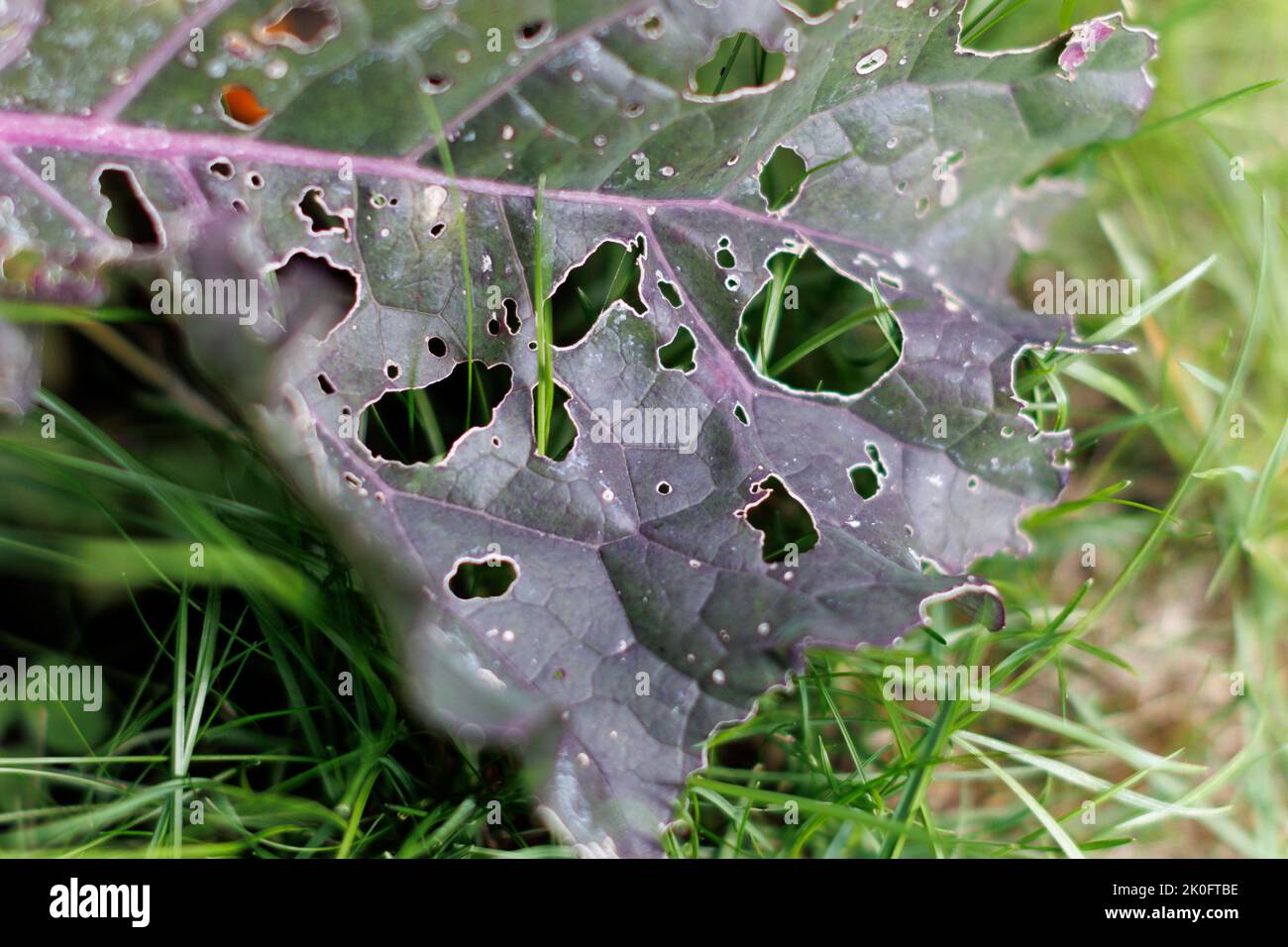Close up of holes made by Cabbage White Caterpillar damage to Brassica (Kale) leaves. Stock Photo