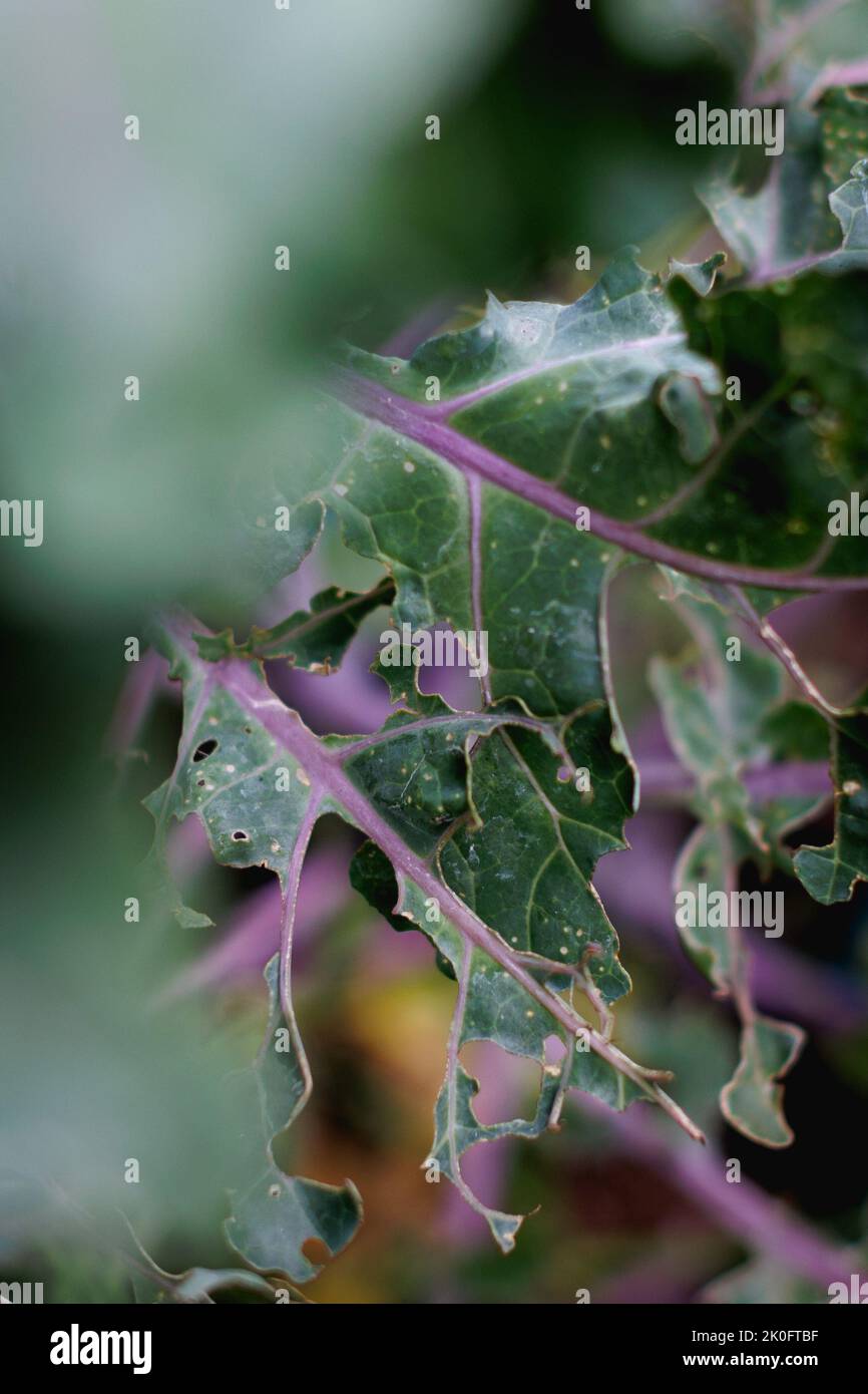 Close up of holes made by Cabbage White Caterpillar damage to Brassica (Kale) leaves. Stock Photo