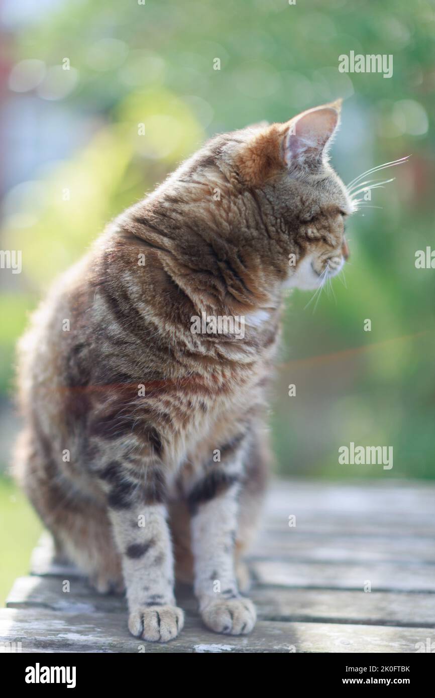 A soft and fluffy tabby cat sitting on a garden table in the summer with a soft focus background. The cat is looking away. Stock Photo