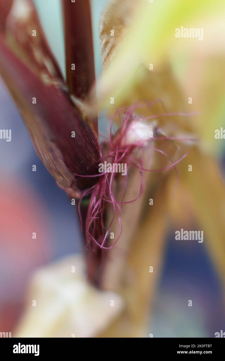 Abstract/ arty image of Maize / Sweetcorn / Zea mays growing in British garden. Female flower tassels which will become the sweetcorn cob. Stock Photo