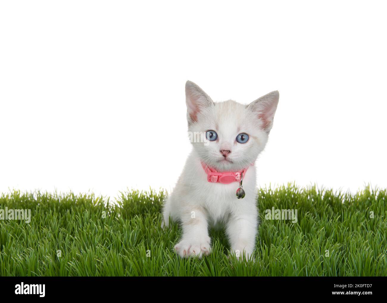 Cute little Siamese mix kitten wearing a pink collar with bell standing in green grass looking directly at viewer, one paw slightly elevated. Isolated Stock Photo