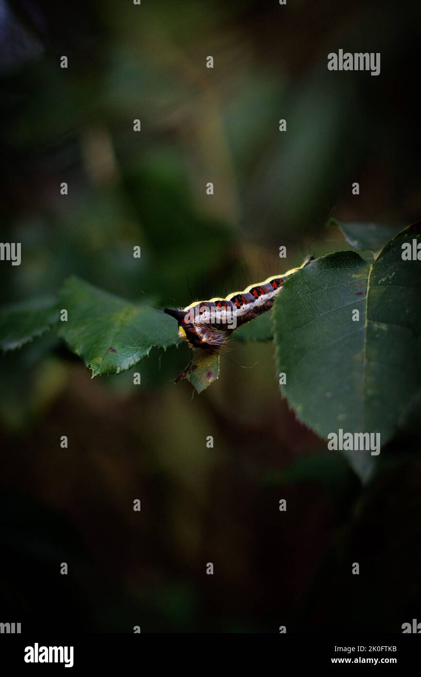 Colourful caterpillar of the Grey dagger, Grey dagger moth (Acronicta psi, Acronycta psi, Apatele psi) eating a rose leaf in a British garden Stock Photo