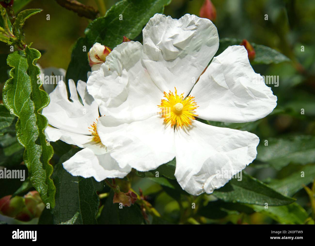 Romneya, a genus of flowering plants belonging to the poppy family. They are known commonly as Matilija poppies or tree poppies, native to California Stock Photo