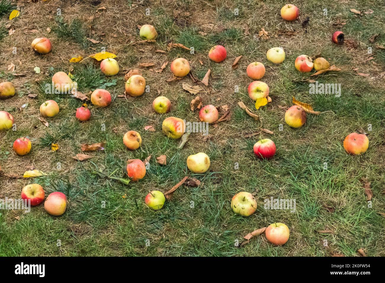 Windfall apples fallen on the ground in September. Suffolk, UK. Stock Photo