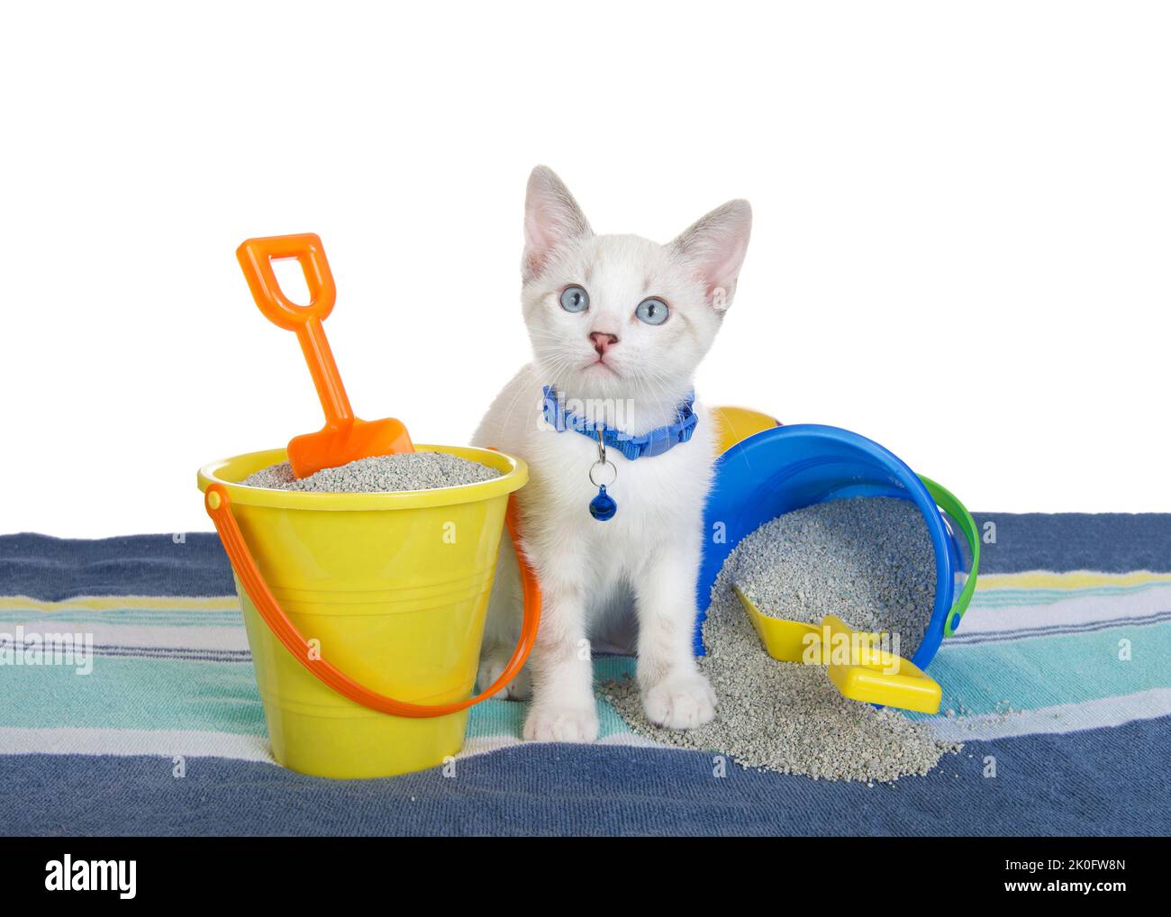 Siamese mix kitten wearing a blue collar with bell, standing on blue striped beach towel next to yellow and blue buckets with kitty litter sand and sh Stock Photo