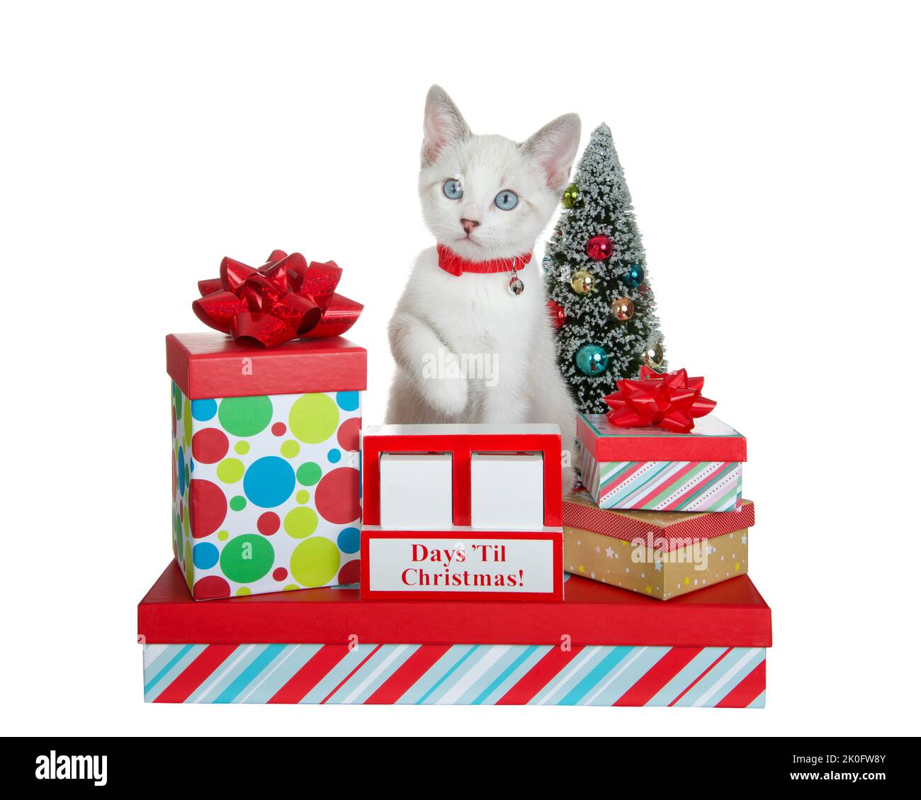 Siamese mix kitten wearing red collar sitting on pile of colorful Christmas presents, paw reaching over count down blocks, blank to add number of days Stock Photo