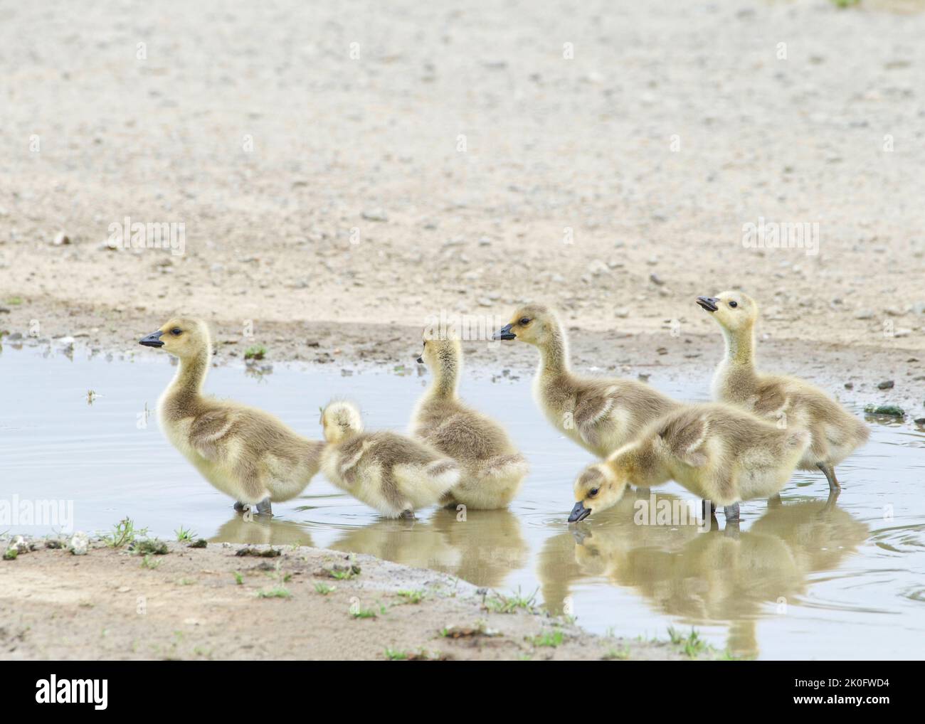 Close up of gosling, baby Canada geese, drinking water from puddle along walking path in a city park. Reflection on the dirty water. Stock Photo