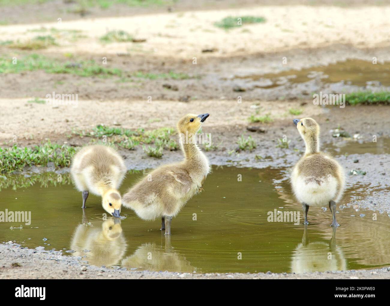 Close up of gosling, baby Canada geese, drinking water from puddle along walking path in a city park. Reflection on the dirty water. Stock Photo