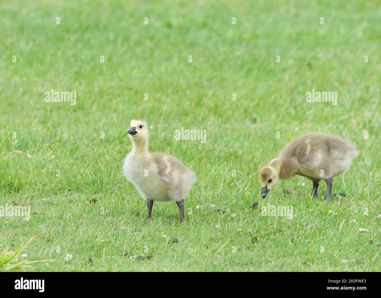 Close up of gosling, baby Canada geese, eating grass in a city park Stock Photo