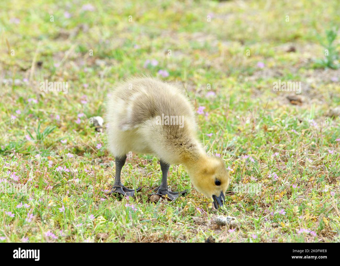 Close up of gosling, baby Canada goose, eating grass in a city park. Stock Photo