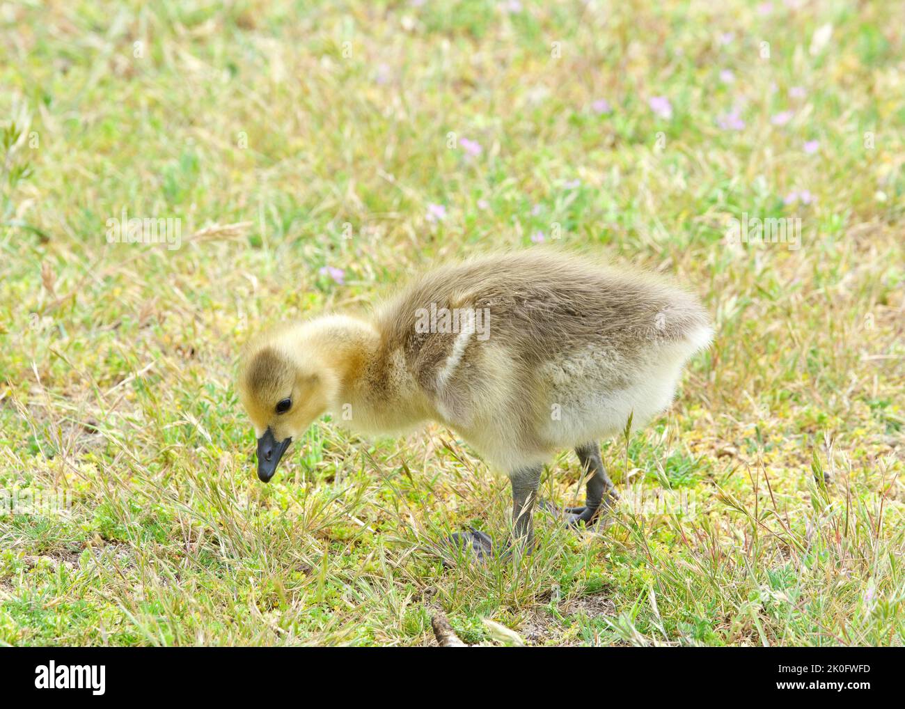 Close up of gosling, baby Canada goose, eating grass in a city park. Stock Photo