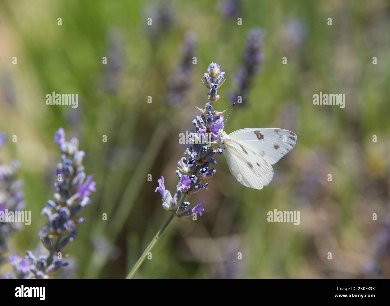 Pieris rapae butterfly, more commonly known as a Small Cabbage White or ...