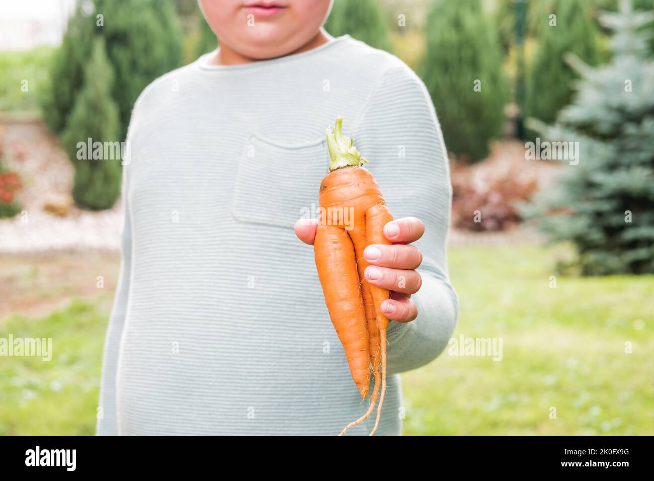 Boy holding imperfect home grown carrot in the hand. Vegetable with strange shape. Organic, fresh and ripe. Full of vitamin A and beta-carotene. Stock Photo