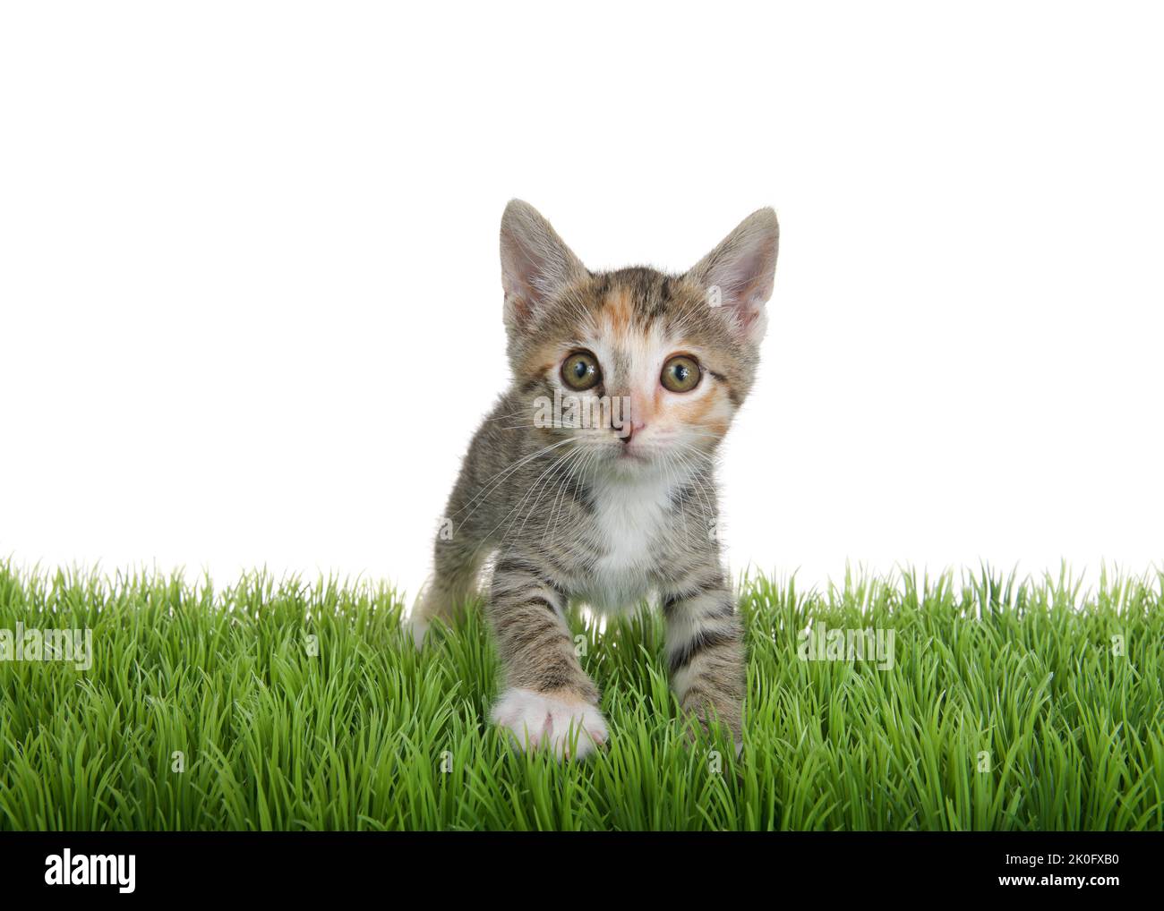 Portrait of an adorable calico tabby mix kitten pouncing forward on