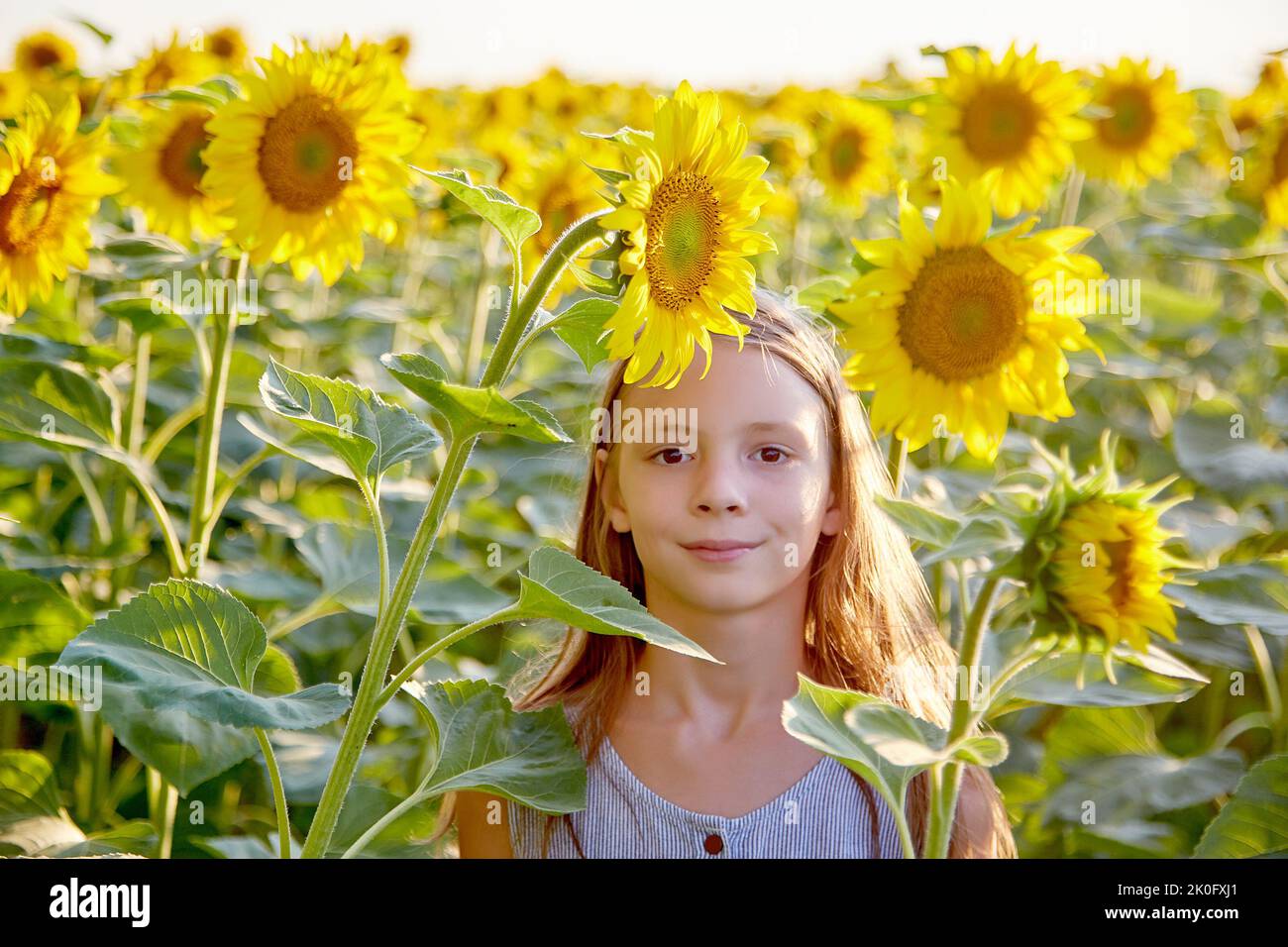 young beautiful girl on a field of sunflowers Stock Photo - Alamy