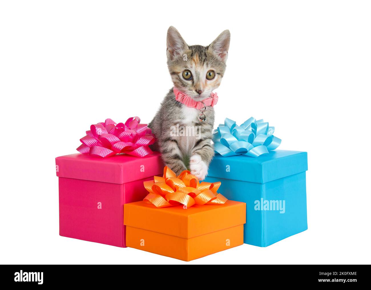 Adorable tabby calico mix kitten wearing a pink collar with bell