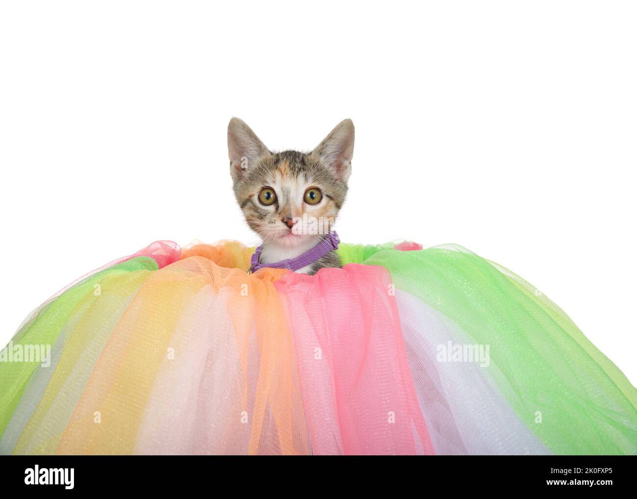 Adorable tabby calico mix kitten wearing a purple collar with bell