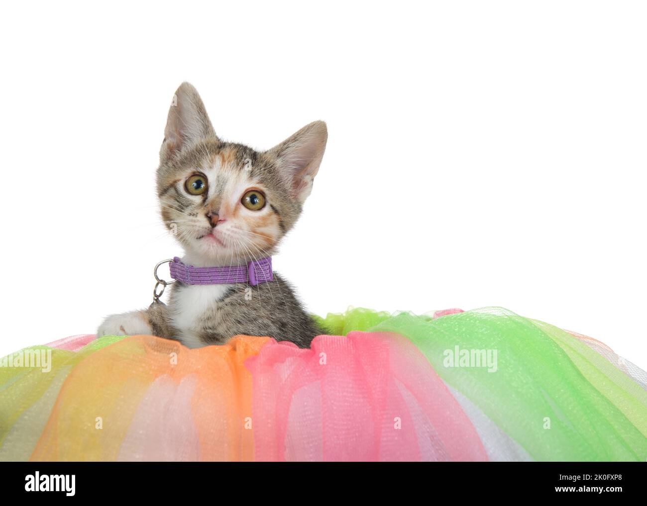Adorable tabby calico mix kitten wearing a purple collar with bell