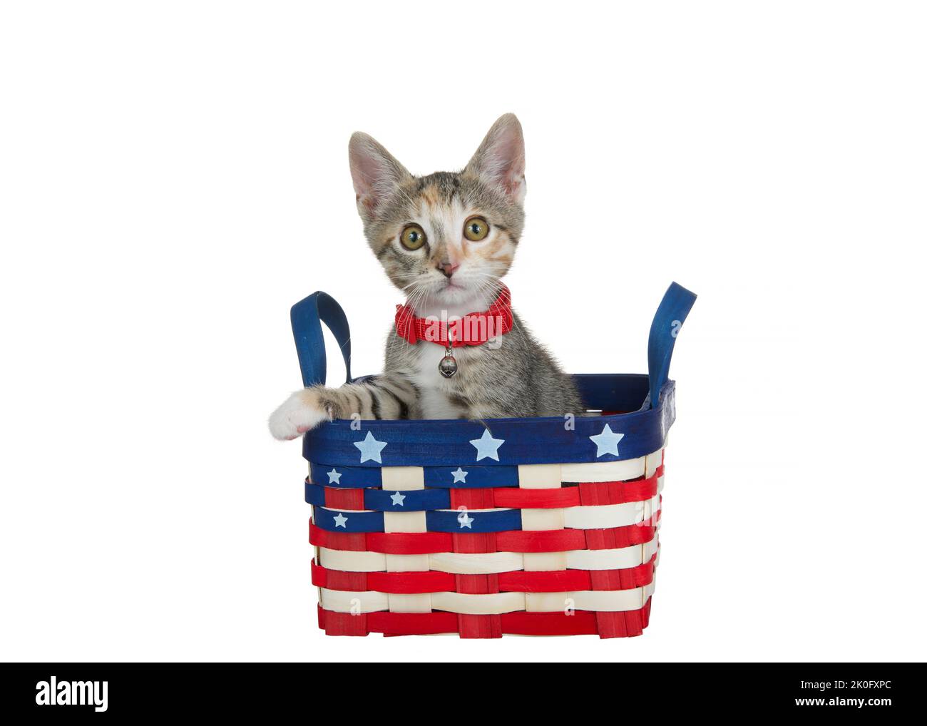 Portrait of an adorable Calico Tabby Mix kitten wearing a red collar