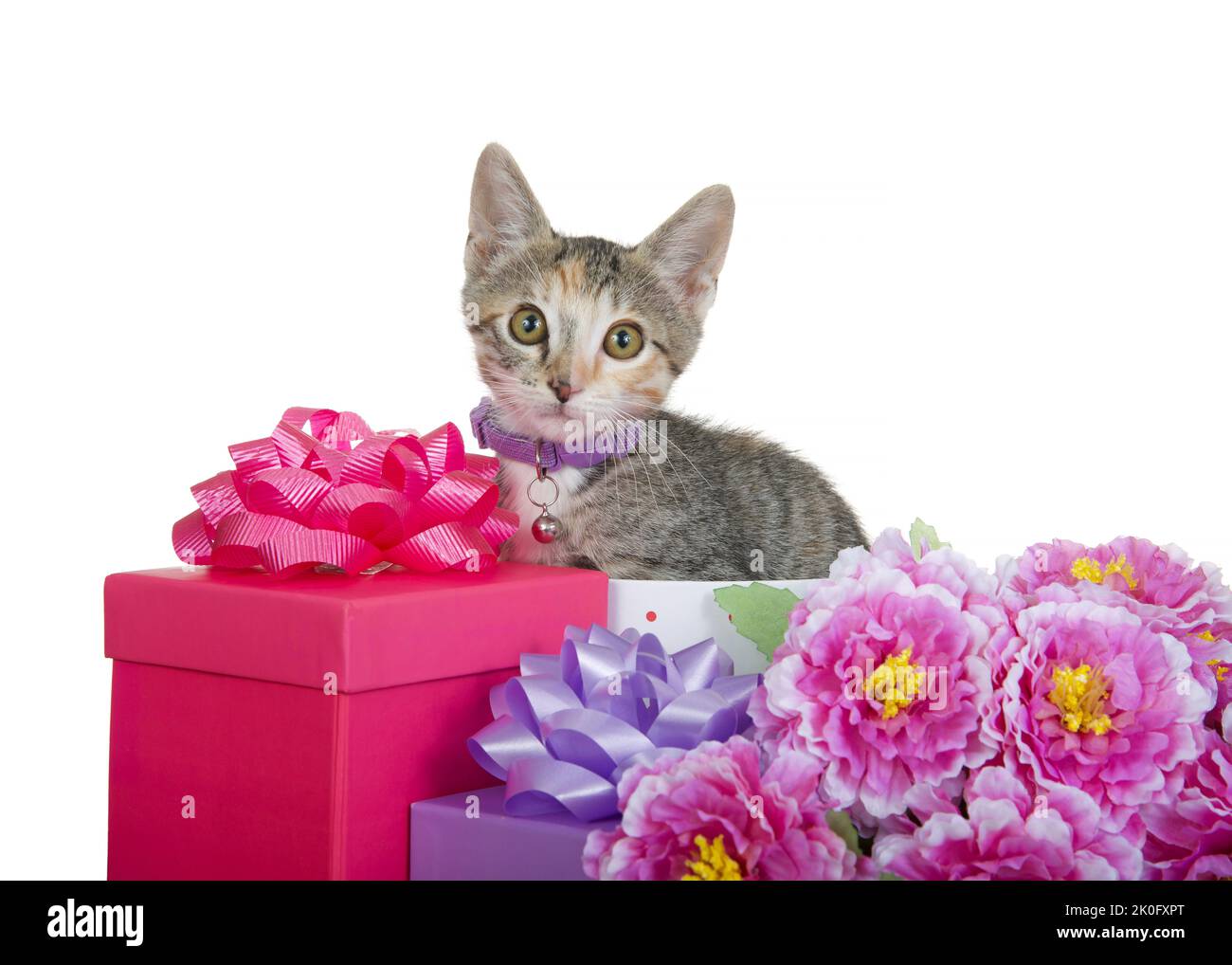 Cat wearing ribbon hi-res stock photography and images - Alamy