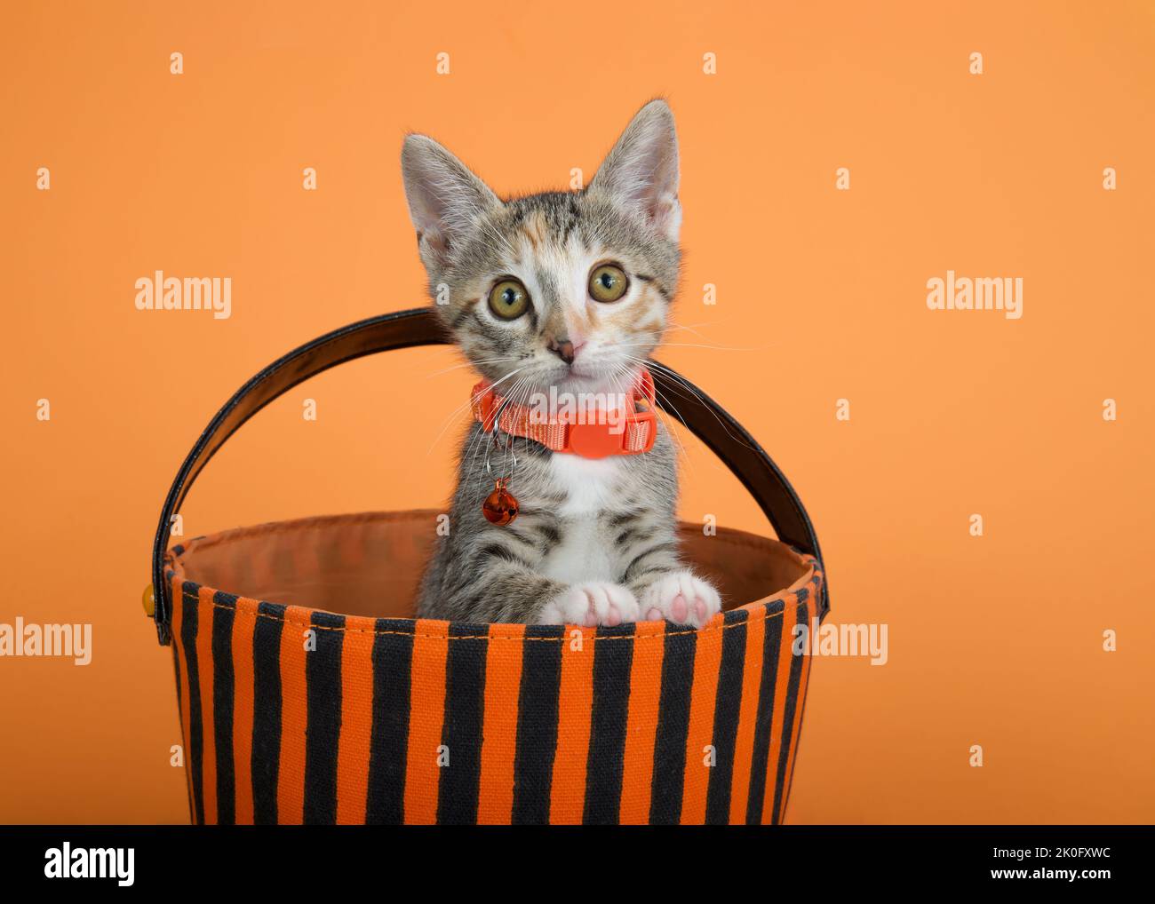 Portrait of an adorable Tabby Calico mix kitten wearing an orange