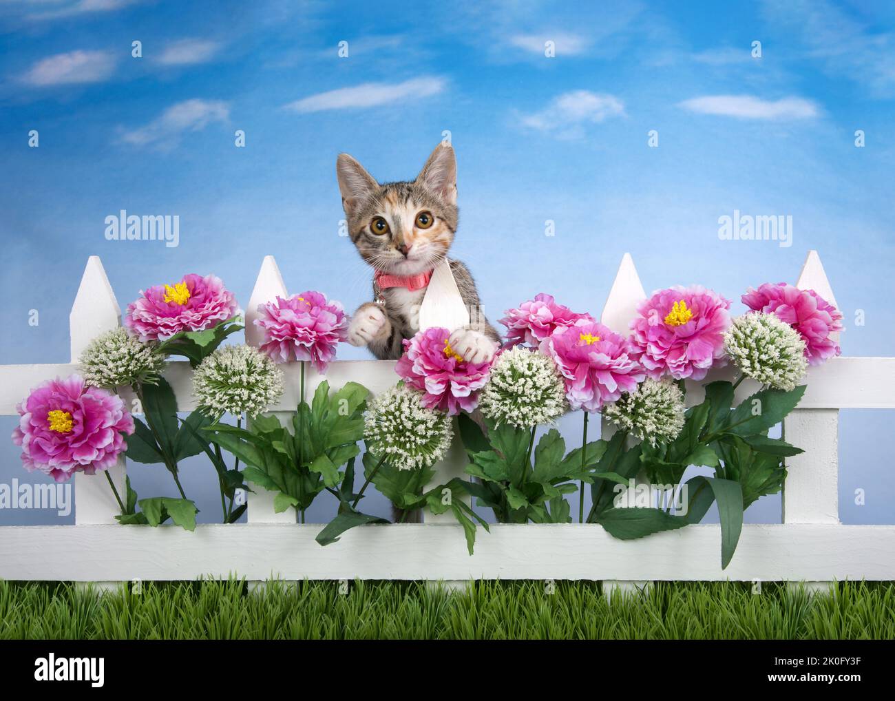 Calico Tabby mix kitten wearing pink collar peeking over white picket