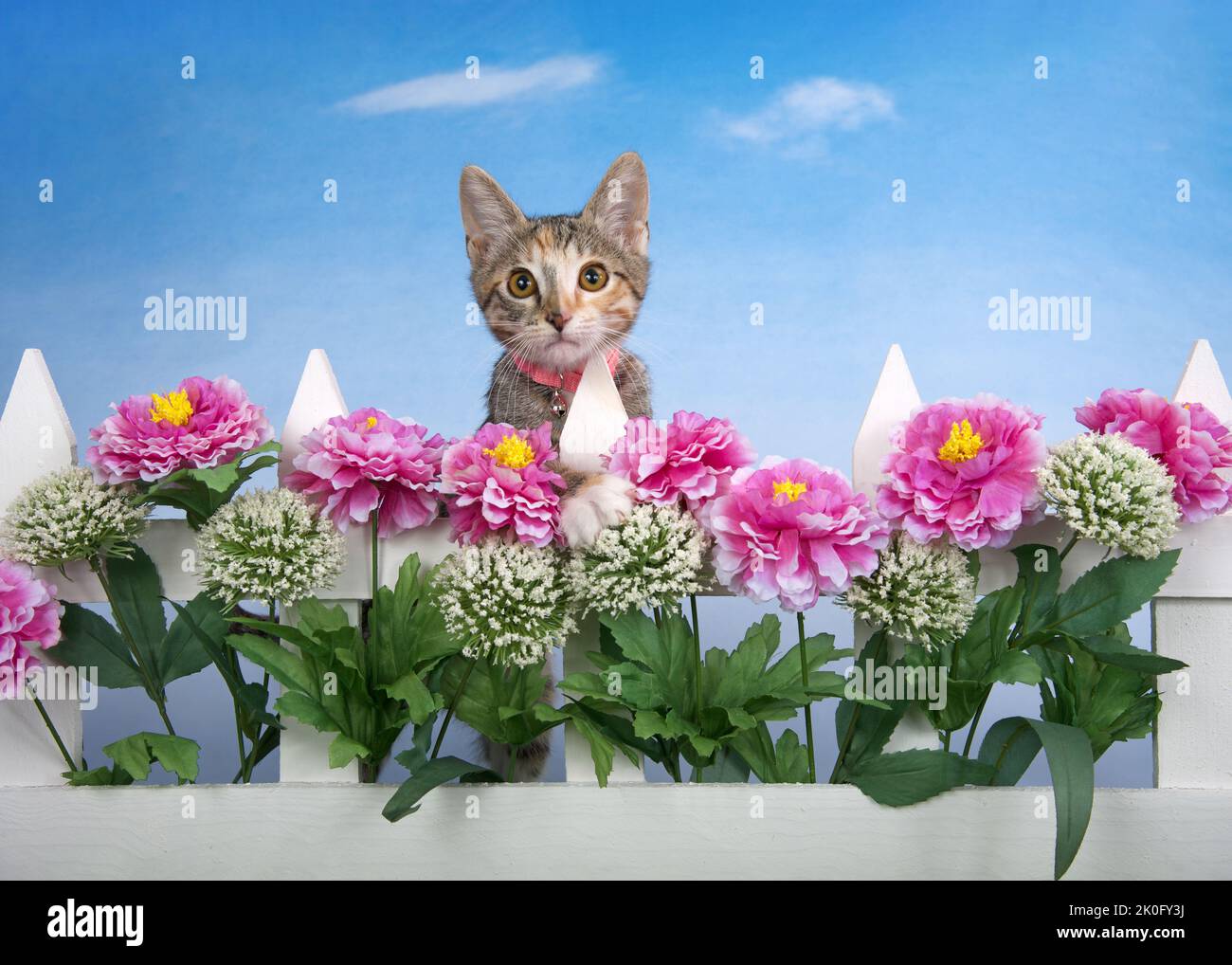 Calico Tabby mix kitten wearing pink collar peeking over white picket