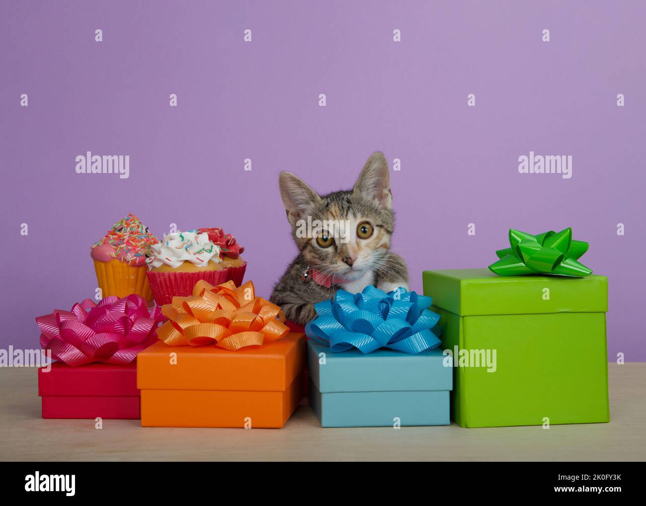 Calico Tabby mix kitten wearing pink collar peeking over pile of