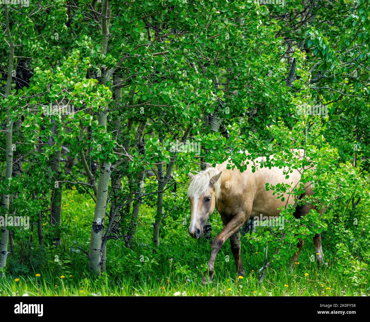 Wild horse emerges from a grove of green Aspen trees Stock Photo
