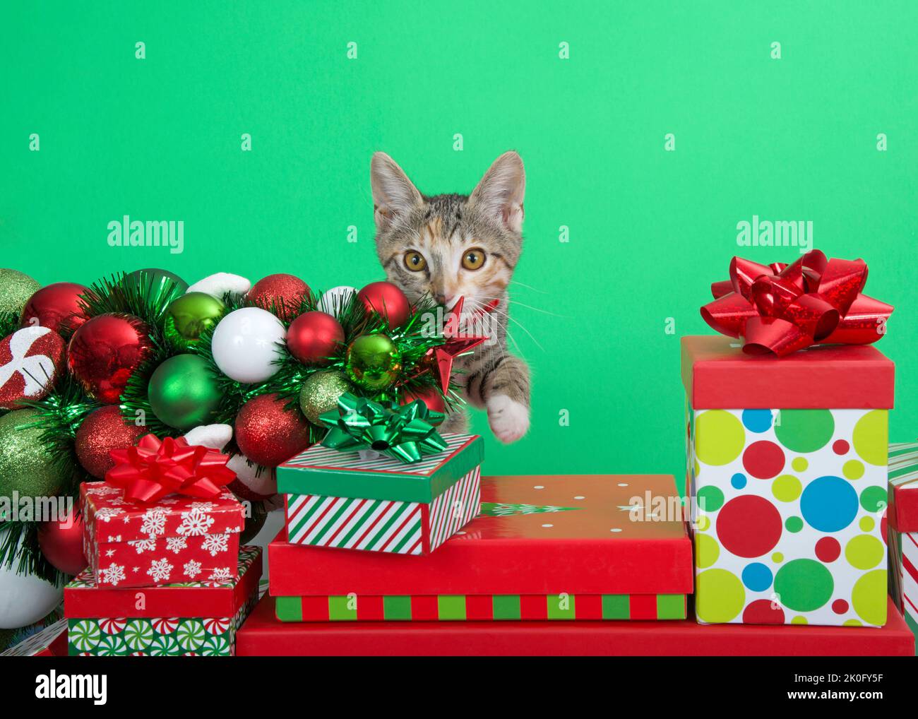 Calico Tabby mix kitten wearing a red collar, reaching towards pile of