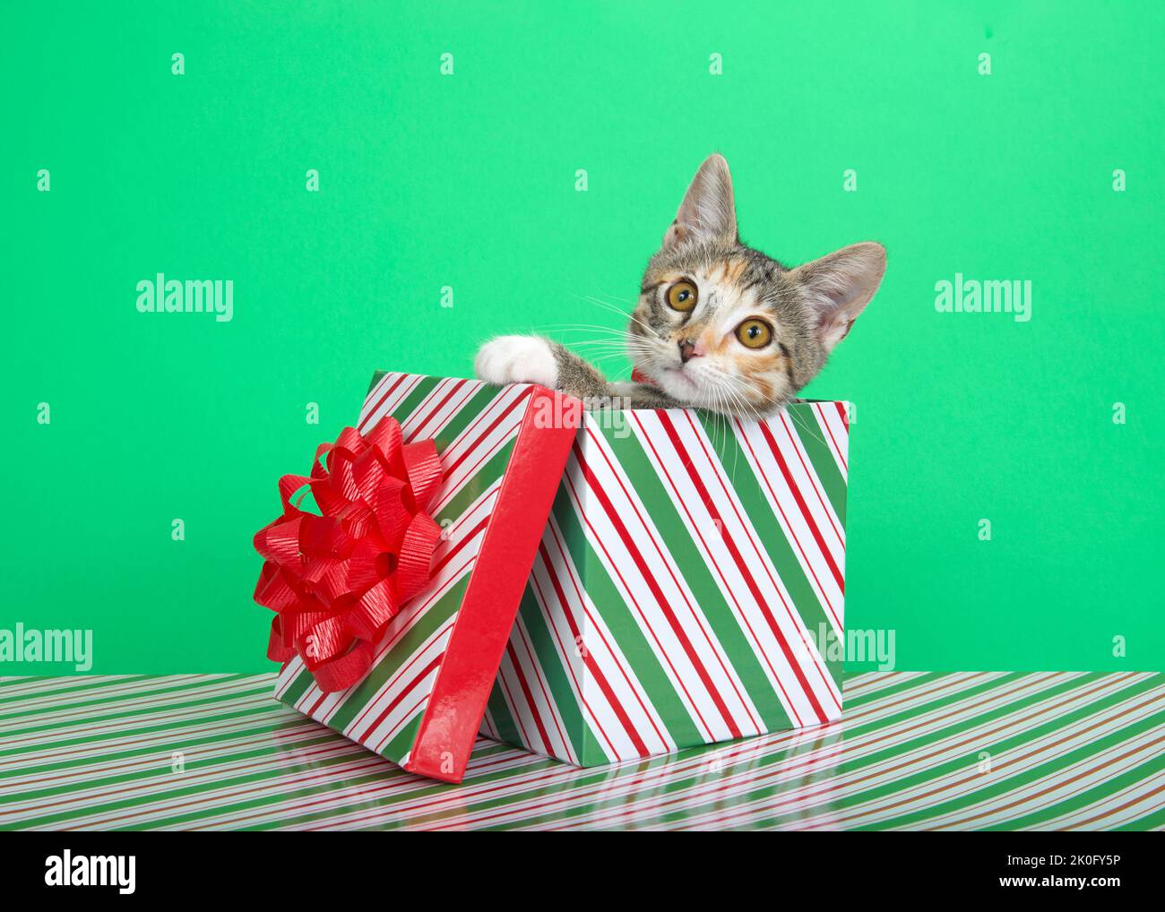 Calico Tabby mix kitten wearing a red collar, peeking out of a green red and white striped Christmas Present box looking directly at viewer with one p Stock Photo