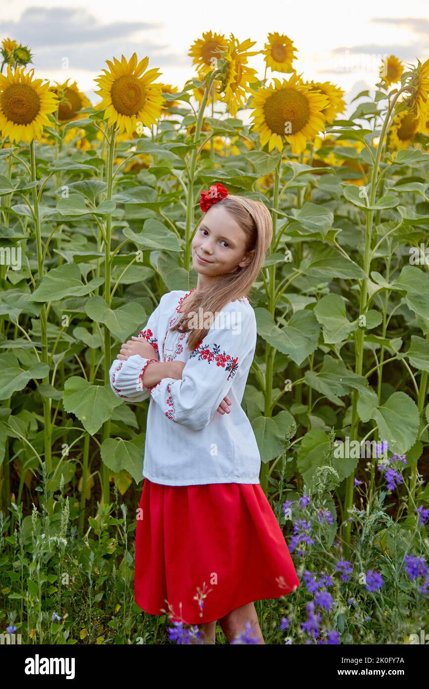 young beautiful girl on a field of sunflowers Stock Photo