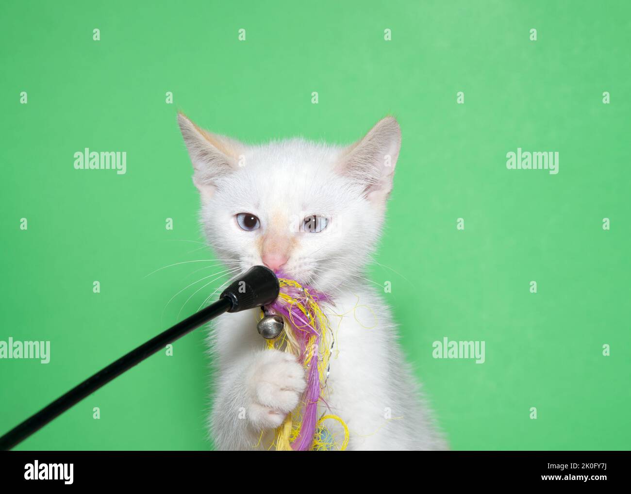 Close up of one cross eyed white kitten grabbing a worn feather toy