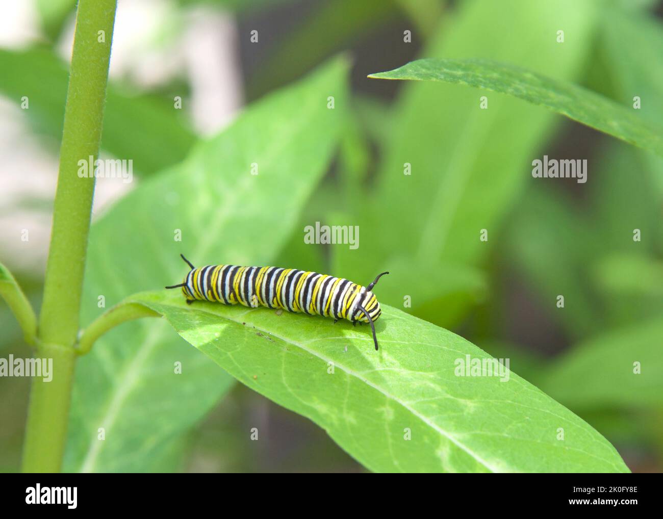 Second instar monarch butterfly caterpillar on green milkweed leafm many green leaves in background. Stock Photo