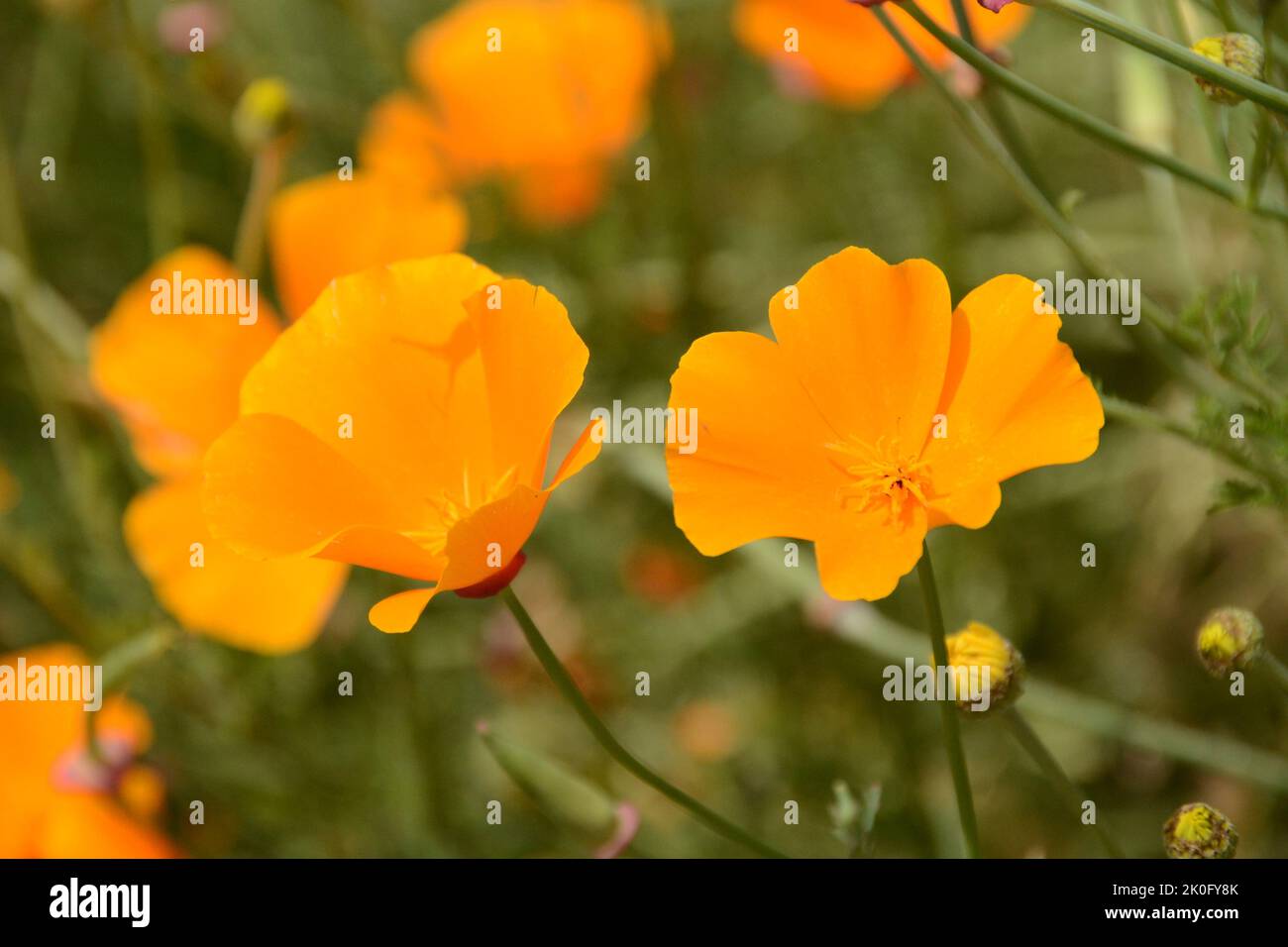 California Poppy (Eschscholzia california), blooming, open, in garden Stock Photo