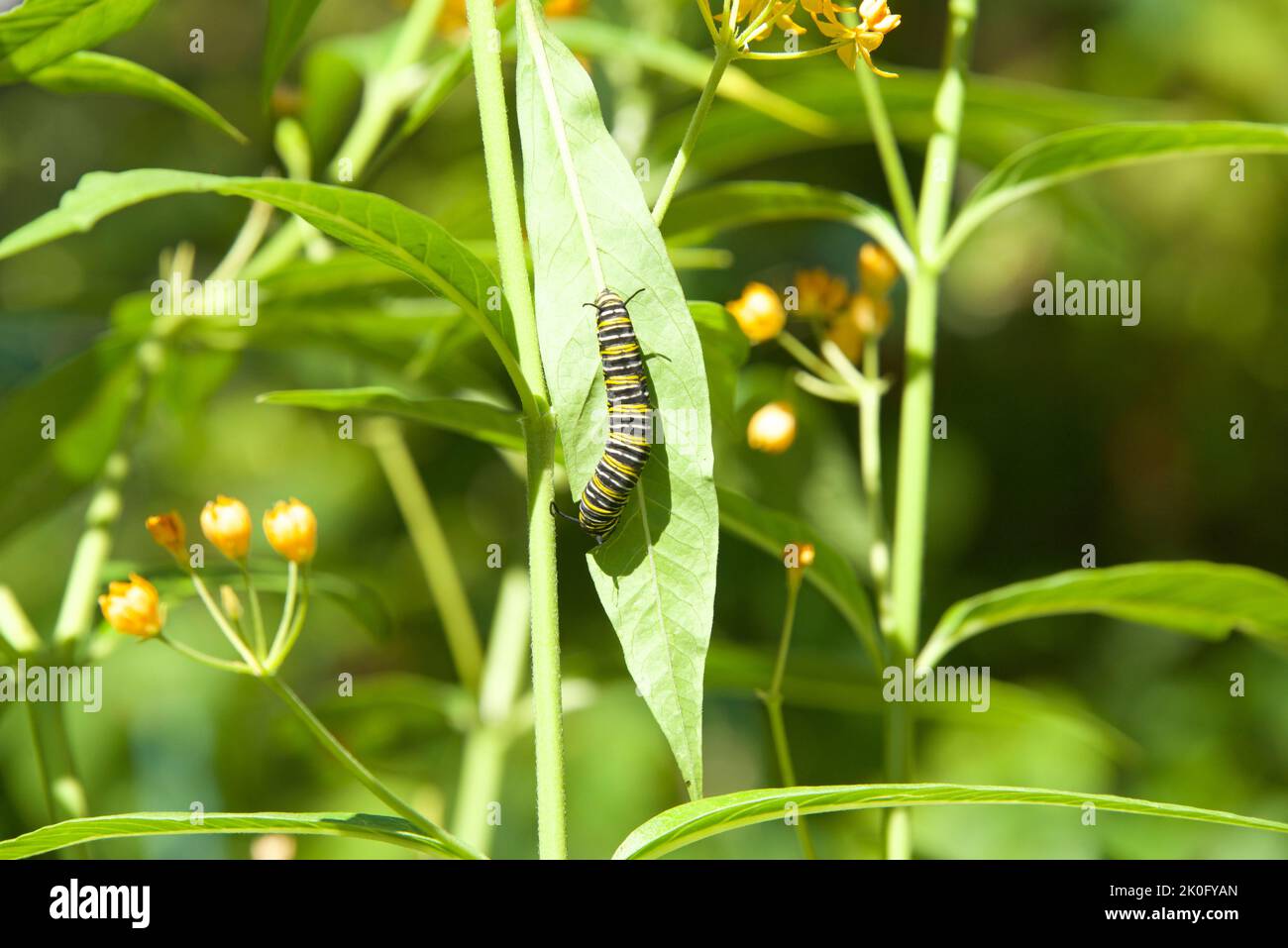 Second instar monarch butterfly caterpillar on green milkweed leaf with many green leaves in background. Stock Photo