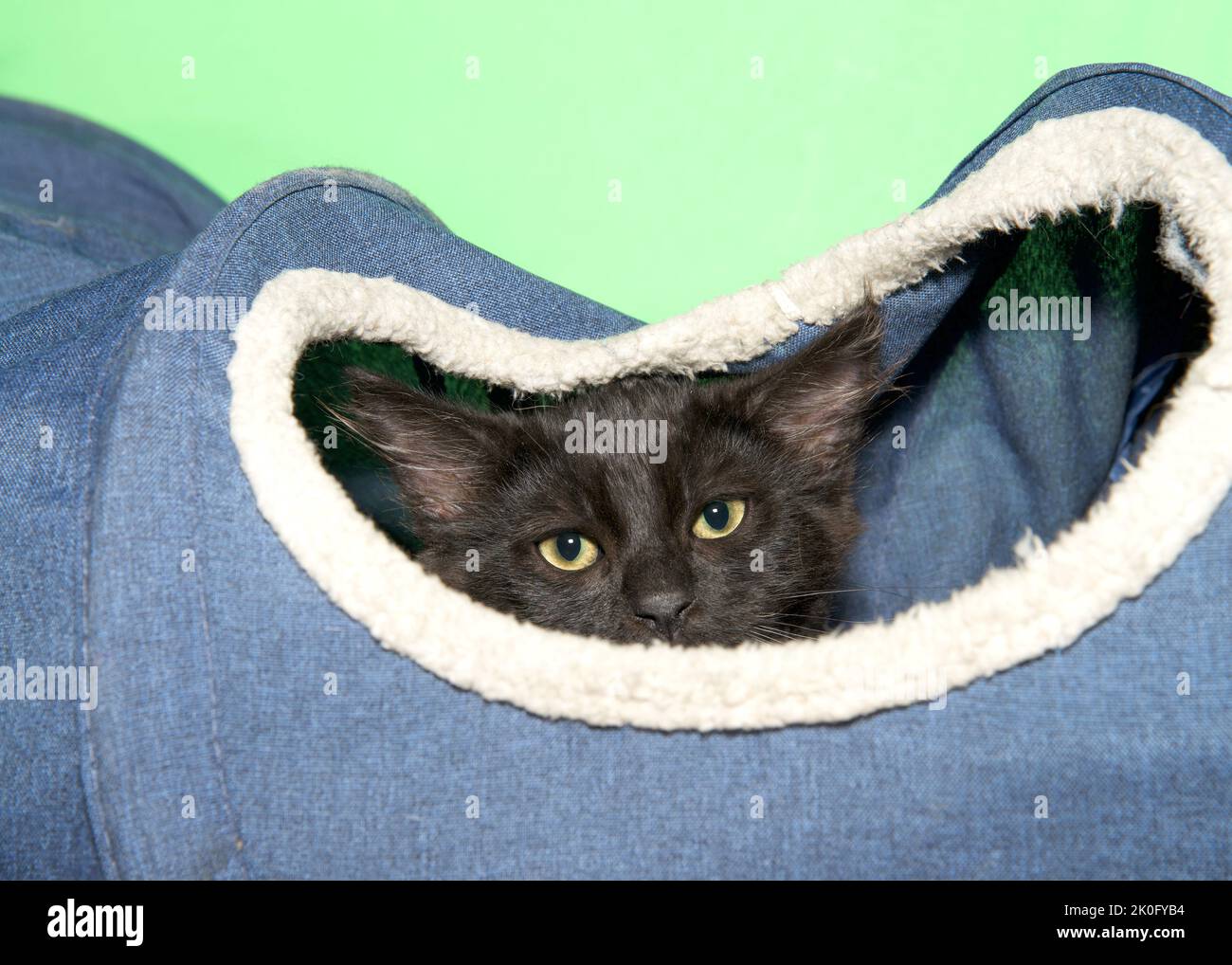 Black kitten peeking out of a denim and sheepskin play tunnel, looking carefully at viewer. Green background. Stock Photo