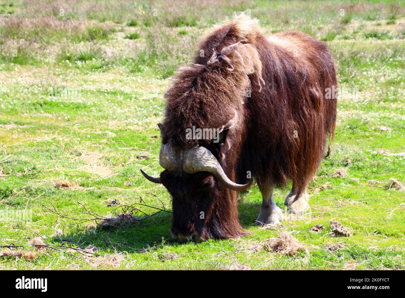 Musk ox at the Alaska Wildlife Conservation Center Stock Photo