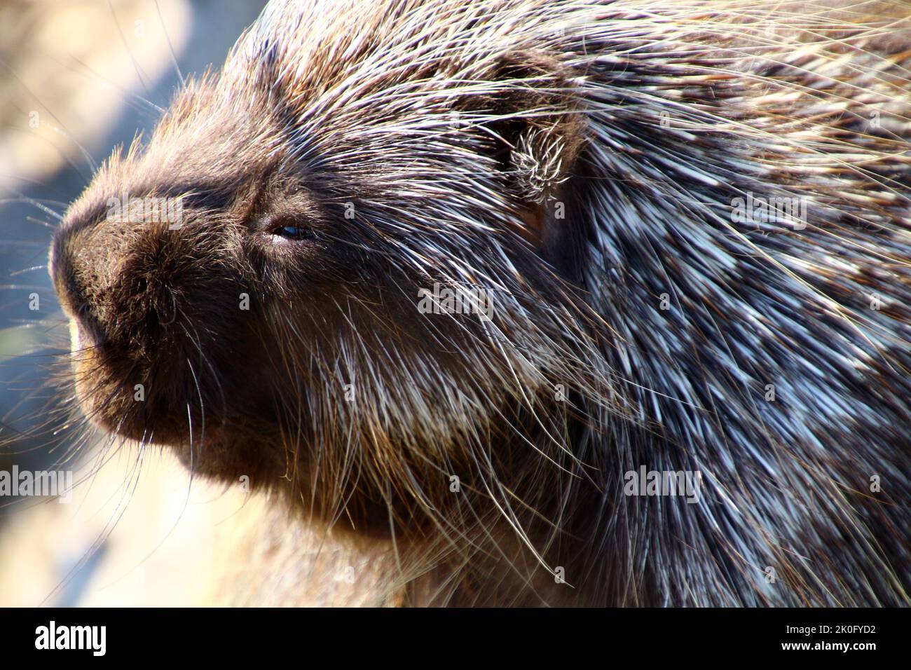 North American porcupine at the Alaska Wildlife Conservation Center Stock Photo
