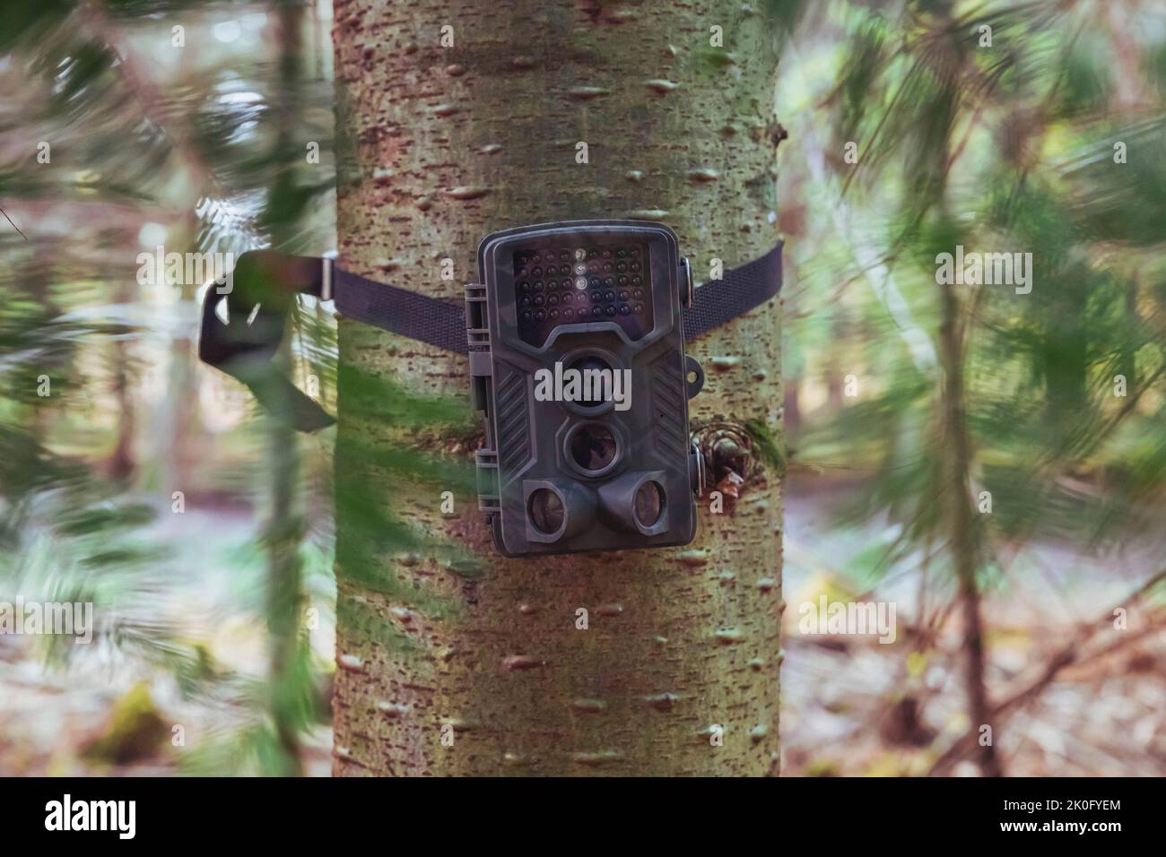 Hidden camera in the forest that turns on when wild animals move Stock Photo