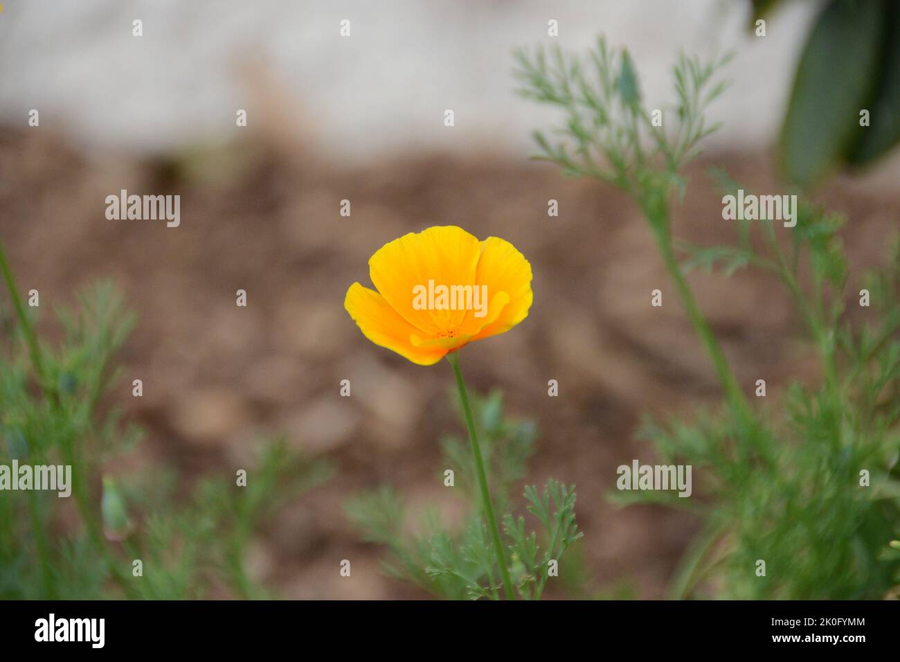 California Poppy (Eschscholzia california), blooming, open, in garden Stock Photo