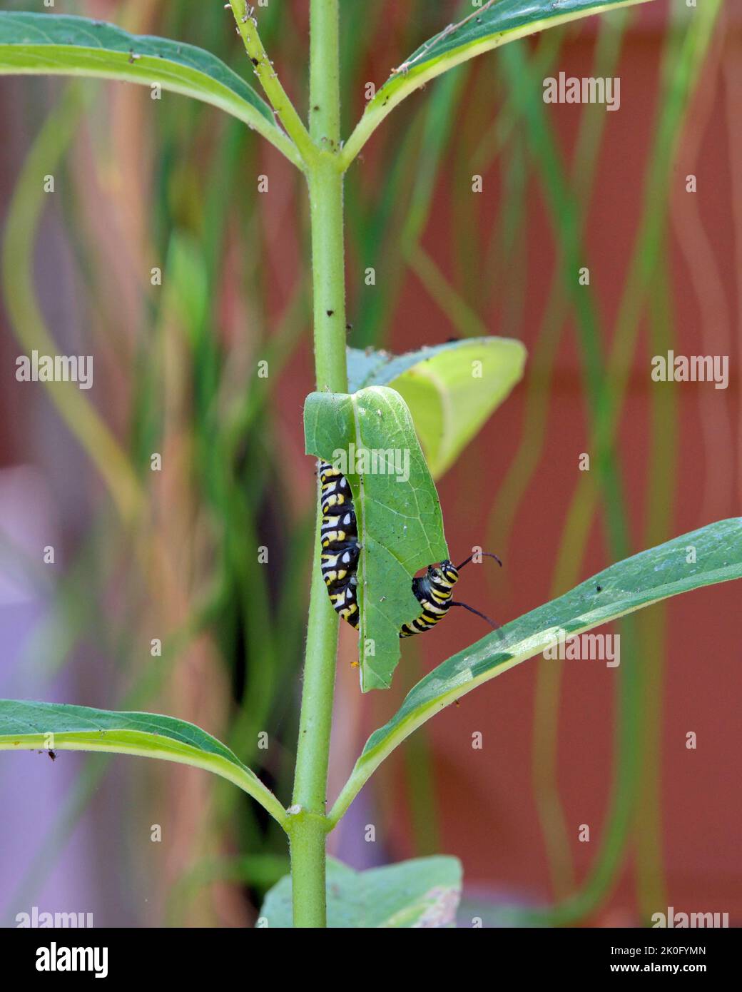 4th instar monarch butterfly caterpillar hanging upside down on