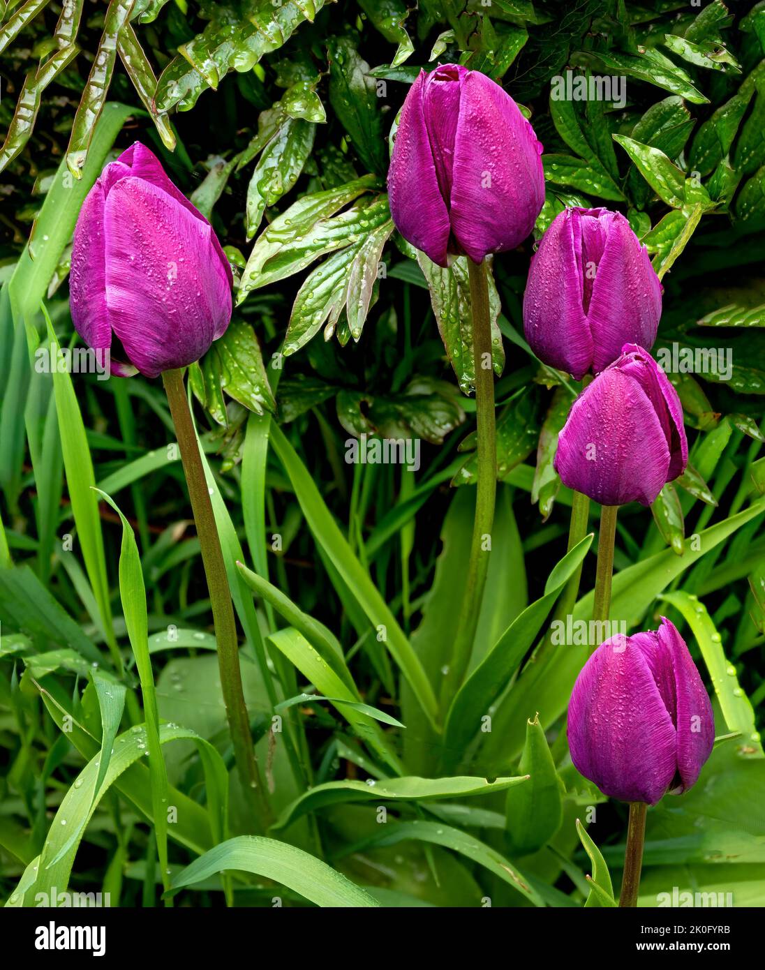 Flower garden with tulips and grass Stock Photo