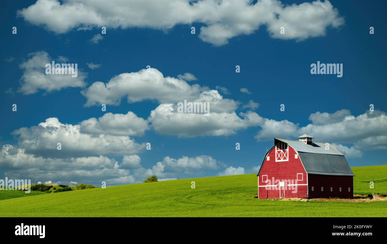 Spring wheat of green with a red barn and blue sky Stock Photo