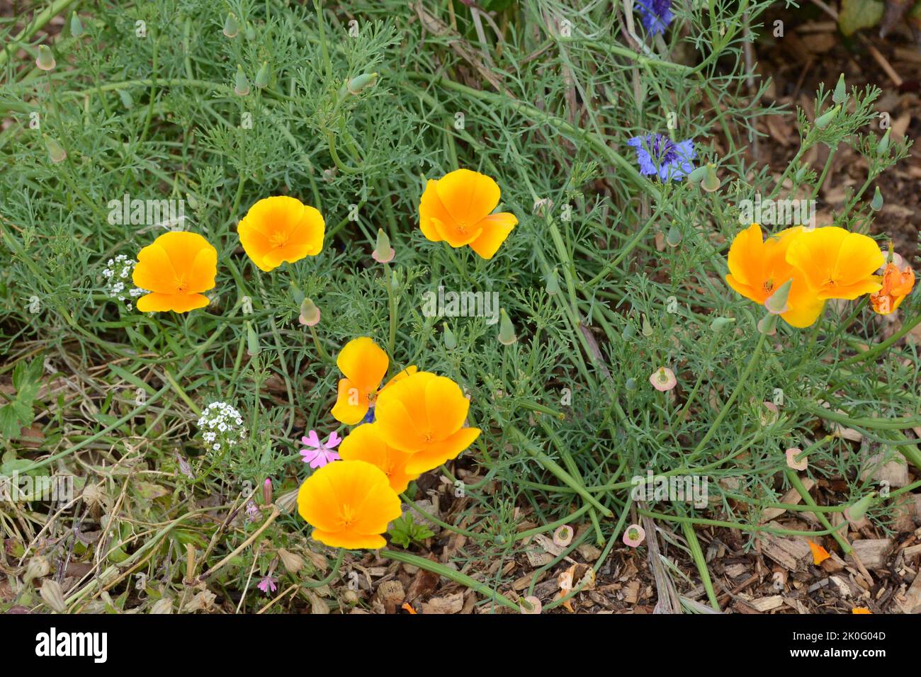 California Poppy (Eschscholzia california), blooming, open, in garden Stock Photo