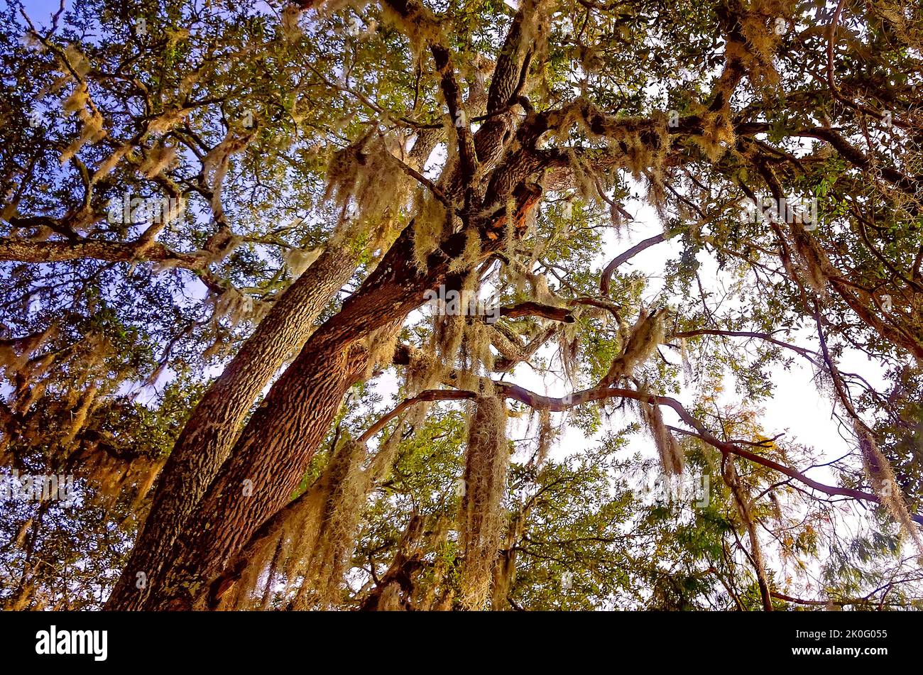 Spanish moss hangs from live oak trees at May Day Park, Sept. 8, 2022