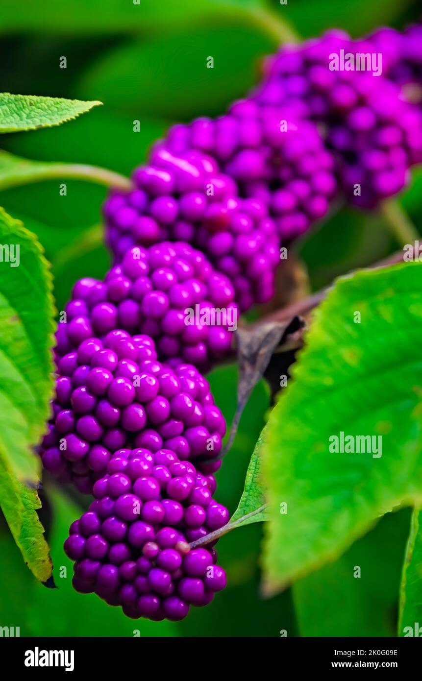 Purple mulberries hires stock photography and images Alamy